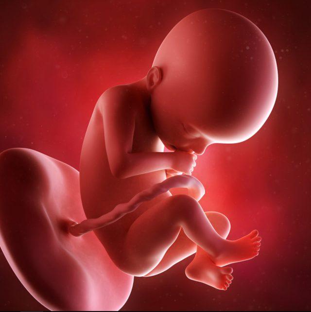 gebeliğin 22. haftasında bebek