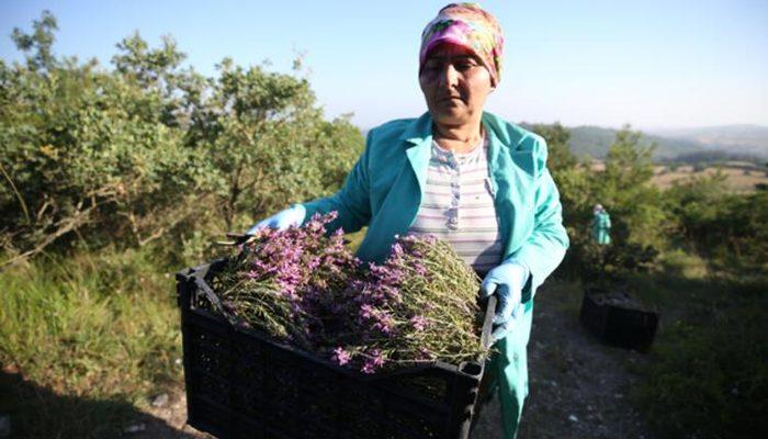 5 yılın ardından şaşırtan keşif! ABD ve Almanya sıraya girdi