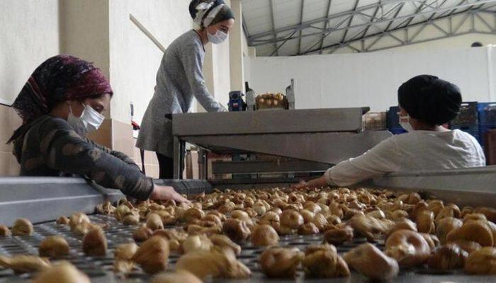 Kuraklık vurdu! Kilosu 100 liraya yükseldi