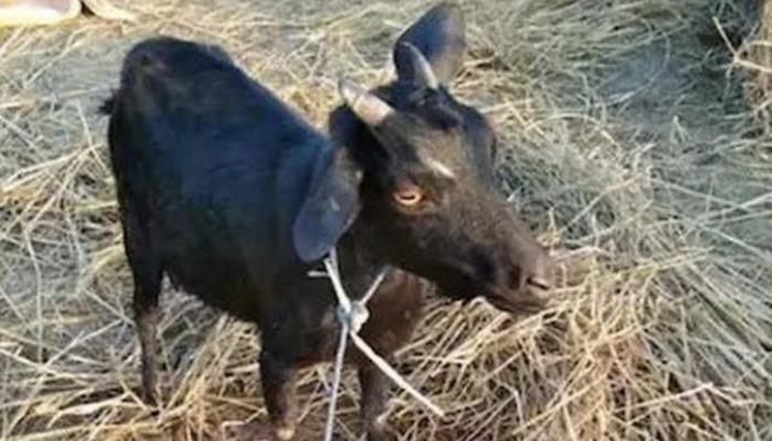 Hindistan’da dünyaya gelen insan yüzlü keçi görenleri hayrete düşürdü