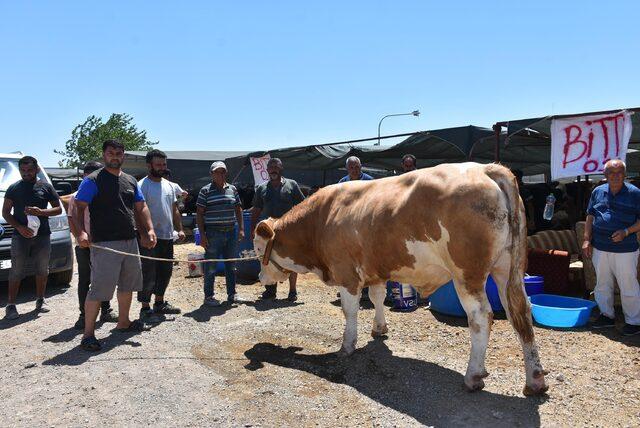 kurban-pazarinin-en-buyugu-toros-kaplani-67-bin-tlden-satildi_5158_dhaphoto4