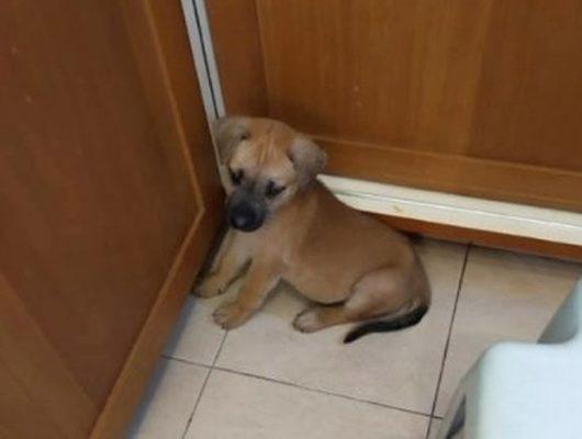 Sahiplendiği köpek yavrusunu yedi! Utanmayıp fazlasını istedi