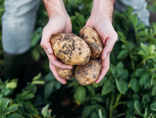 Patates ekimi nasıl yapılır?