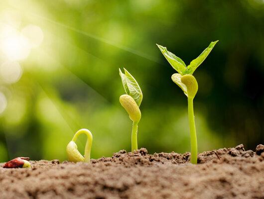 Tohum çimlendirme nasıl yapılır?