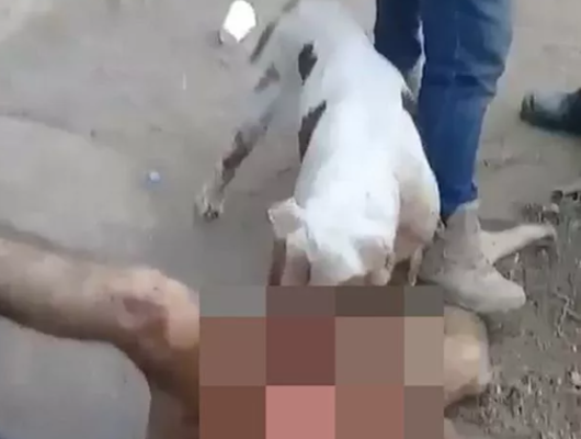 Tecavüzcünün cinsel organını pitbullun yemesini sağladılar