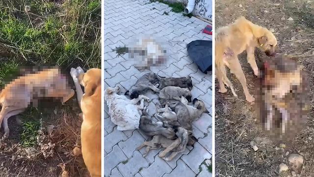 Kan donduran vahşet: Barınakta aç kalan köpekler birbirlerini yedi