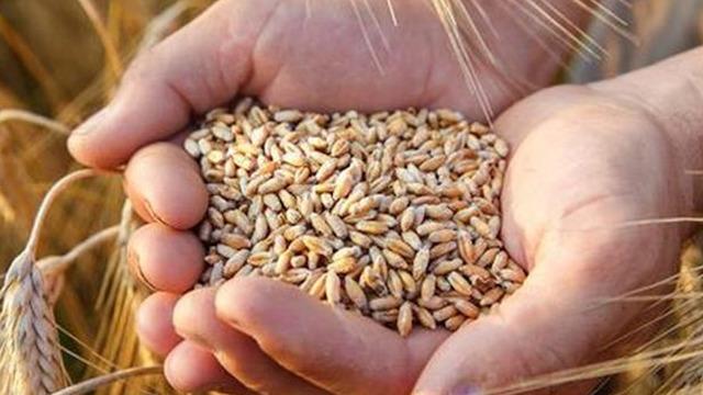 Buğday alım fiyatında yükselme beklentisi vardı: TMO'dan açıklama geldi