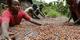 Kakao fiyatlarında sert yükseliş: Yeniden 10 bin dolara dayandı