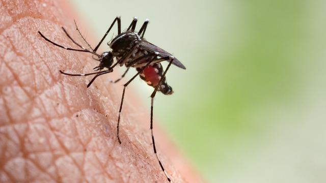 Basit ve etkili: Sivrisinekler bu kokudan nefret ediyorlar