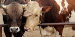 Dünyada bir ilk! Çiftlik hayvanlarının saldığı gazlar için vergi alacaklar: Anlaşma sağlandı