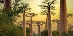 Uzun zamandır tartışılıyordu: 1000 yıl yaşayabilen 'hayat ağacı'nın gizemi çözüldü!