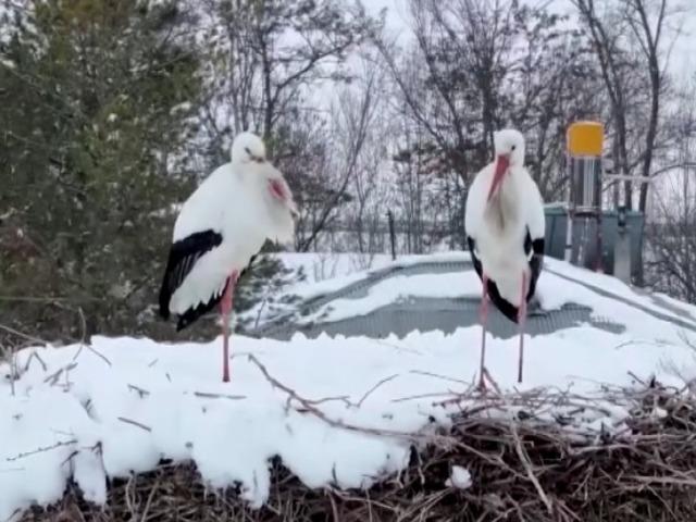 Göç etmeyince Erzincan'da kara yakalandılar