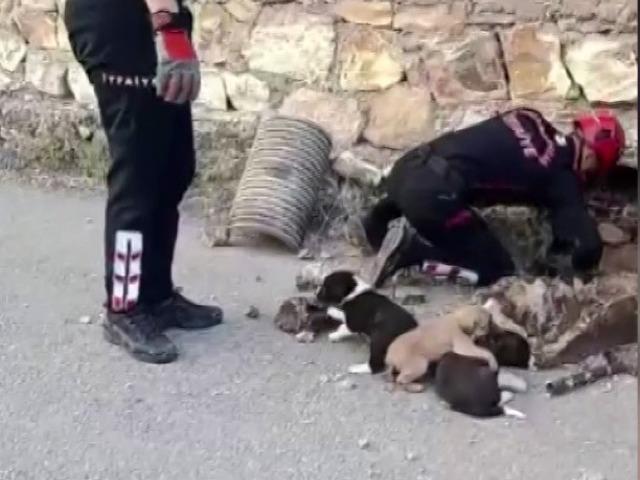 Su borusuna sıkışmışlar! 7 yavru köpeği itfaiye kurtardı